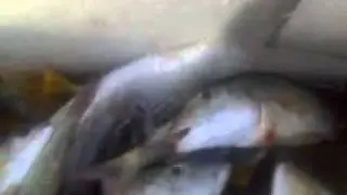 صياد ابونواف.mp4