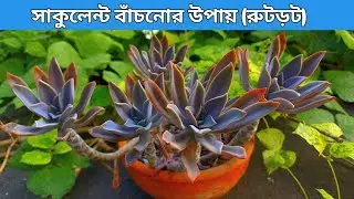 সাকুলেন্ট বাঁচিয়ে রাখার উপায় || Succulent Root Rot Problem
