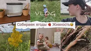 Заготовка на зиму🍓Выбираем живность🥰 Детки✨