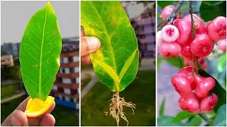 New Techniques To Grow Java Apple Tree Growing Fast and Successfully Using Java Apple leaves