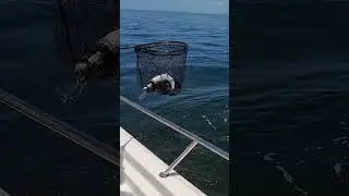 Massive Spanish Mackerel - Fishing Tampa Bay