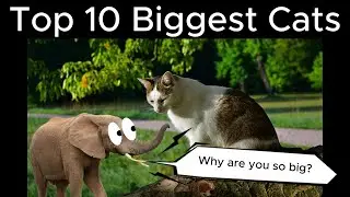 Top 10 Biggest Cats
