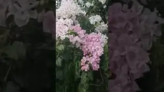 beauty of flowers #shorts