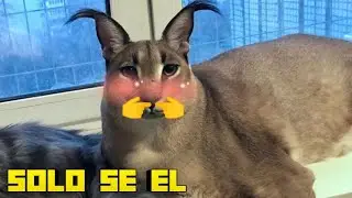 ¡SIMULADOR DE SER FLOPPA Y YA!