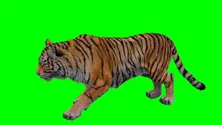 tiger green screen video | tiger green screen cartoon | Tigers Green Screen Effects