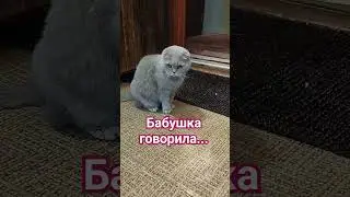 Бабушка говорила...😊(соседка Муся) 