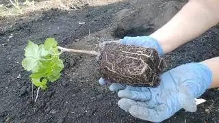 Как правильно посадить виноград, рекомендация агронома