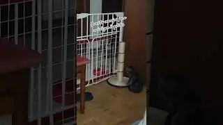 Kira🐶 Freya🐈‍⬛ y Petra😺