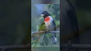 Nature's Wonders 🐦🌹🍃 │ Rose  Breasted Grosbeak