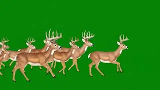 Deer Animal Stampede Green Screen | Green Screen Running Deer VFX