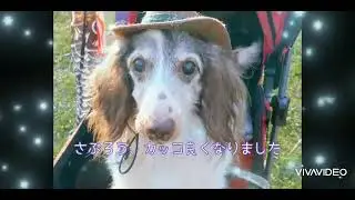 16歳ミニチュアダックスフンドと藤の花を一緒に､お花見🌸