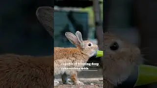 Are Rabbits Smart? 🧠 | Unlocking the Hidden Intelligence of Your Furry Friend!