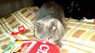 кот vs. коробка