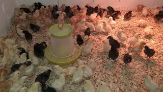 🇺🇦Growing laying hens. Drinking, vaccination, temperature, lighting!