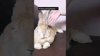 сравниваем наших кроликов 😅 