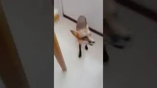 я банан 