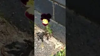 Jamaican Flower in Mannheim