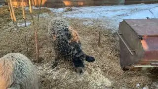 Венгерская Мангалица или дикие кабаны .
