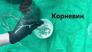 Укоренение мимозы черенком