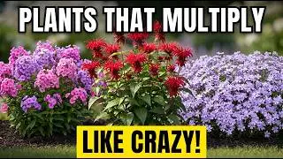 9 FAST-SPREADING Perennials for a LUSH Landscape All Year Round