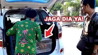 Dikasih Sugar Gliders Banyak! | He give me many sugar gliders!