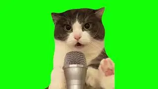 Singing Cat Memes | Green Screen HD