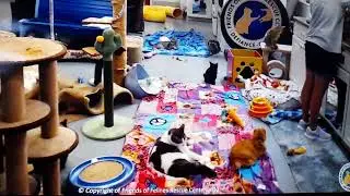 FFRC cats Derecho thrashes about!
