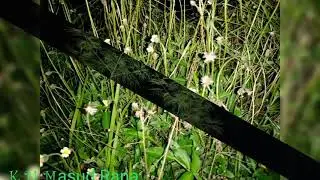 Natural Photos 1