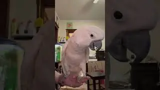 Misha's Mutterings: A Cockatoo's Take on Cage Cleaning Disagreements!