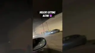 Kitty cat getting active