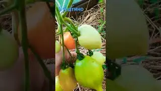 Томат сорт Буратино 🍅👌💞 