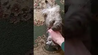 кот Осман 