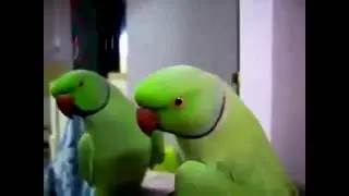 Смешные попугаи