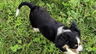 Mini Bernese puppy having fun. Sierra Orange puppy.