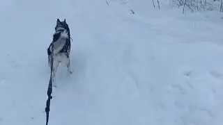 Прогулка по заснеженной дорожке!