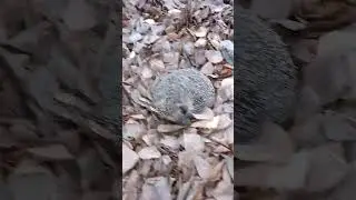 ёжик