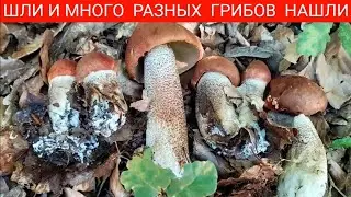 ГРИБЫ НА КАЖДОМ ШАГУ / Какие Грибы растут в Черном Лесу