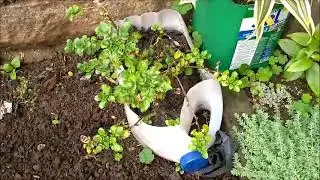 HORTA