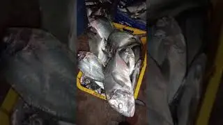 Alhamdulillah malam ini banyak dapat ikan