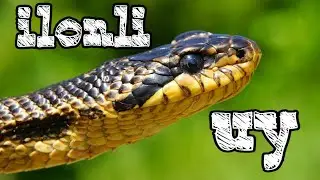 Илонли уй  Кизикарли|тасирли|ибратли|яхши|зу́р|ма'ноли хикоя