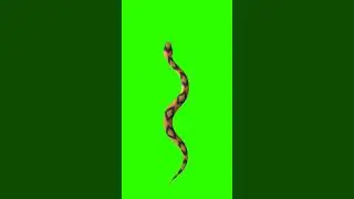 snake Croma key free download full hd video editing