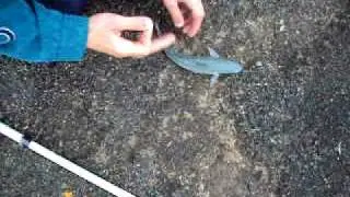 kefali samadurze.AVI