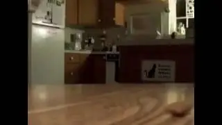 Про котов