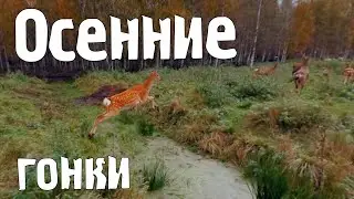 Осенние гонки