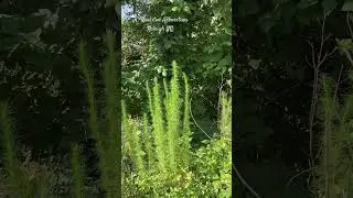 Common Weeds of the South: Dog Fennel & Poke Sallet