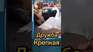 #дружба #забавные
