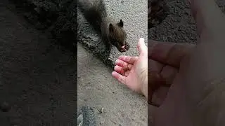 Белки Елагина острова. Питер.