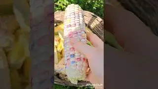 Индейские сорта кукурузы на чëрнозëме в деревне