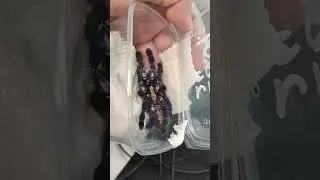 Синий паук птицеед. Красивы паук. Синий паук. Металлика