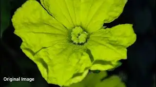 Best Macro Camera in Smartphone🔥Redmi Note 10 Pro Macro Camera Results are Just Impressive